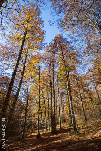 Forest in autumn,foliage of trees, colors in nature