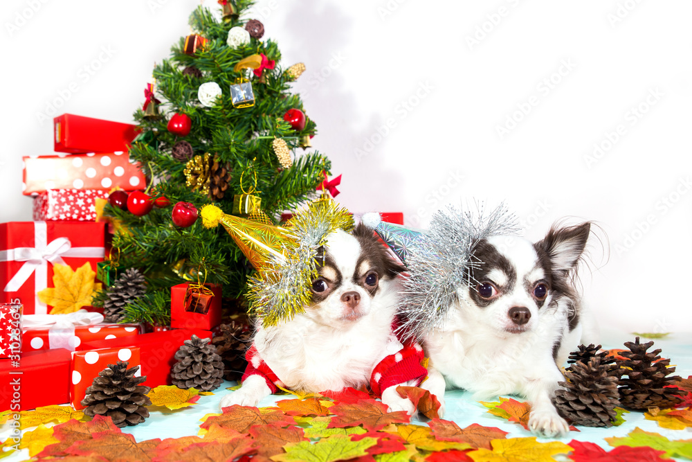 Two adorable chihuahua dogs wearing a New Year conical hat on festive background.