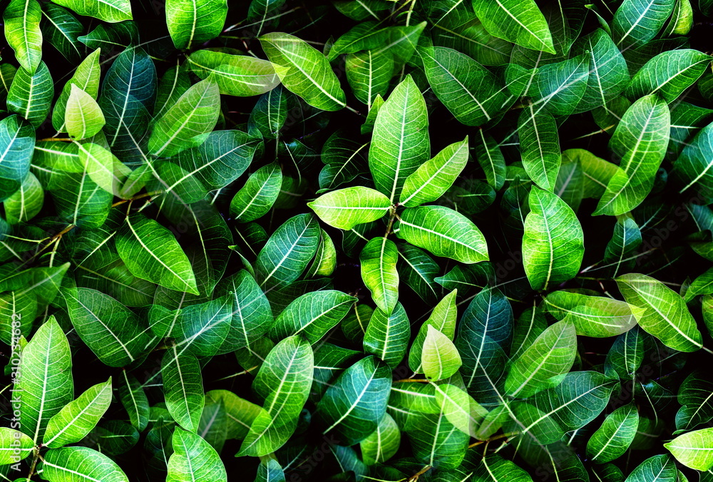 Green leaves background, Natural foliage texture as tropical dark green leaf  background and wallpaper Stock Photo | Adobe Stock