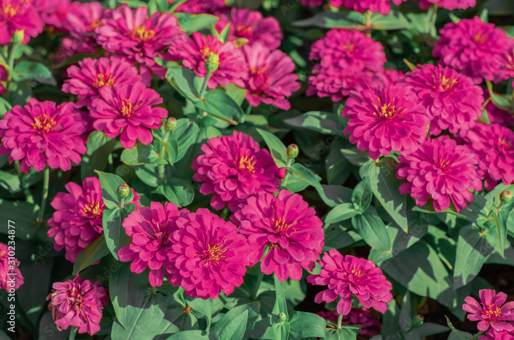 Pink Common Zinnia flowering background (Zinnia Elegans) are blossoming in tropical flower garden Pink Common Zinnia flowering background (Zinnia Elegans) are blossoming in tropical flower garden