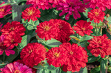 Red Common Zinnia flowering background (Zinnia Elegans) are blossoming in tropical flower garden