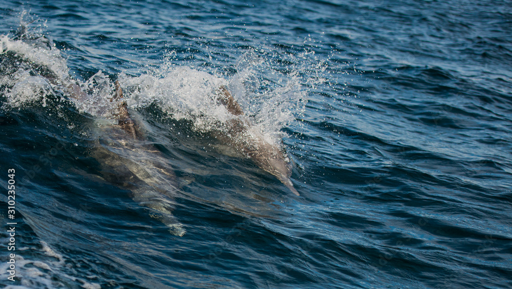 Obraz premium a family of dolphins racing with a boat in the open sea 