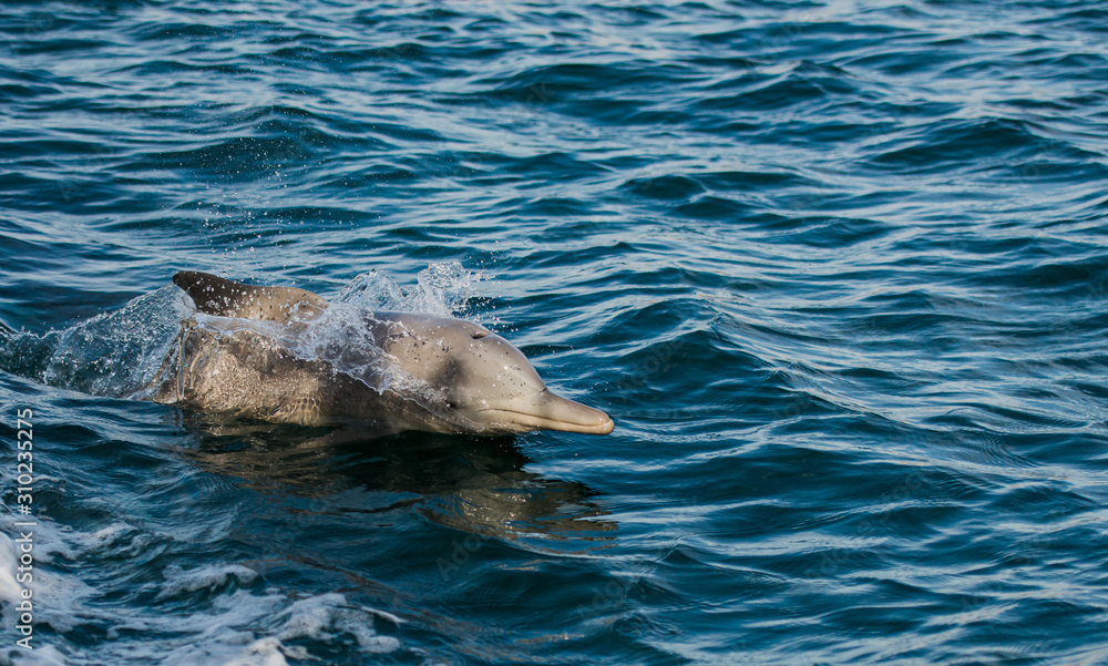 Fototapeta premium a family of dolphins racing with a boat in the open sea 