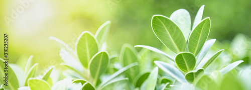 Close up of nature view green leaf on blurred greenery background under sunlight with bokeh and copy space using as background natural plants landscape, ecology cover concept.