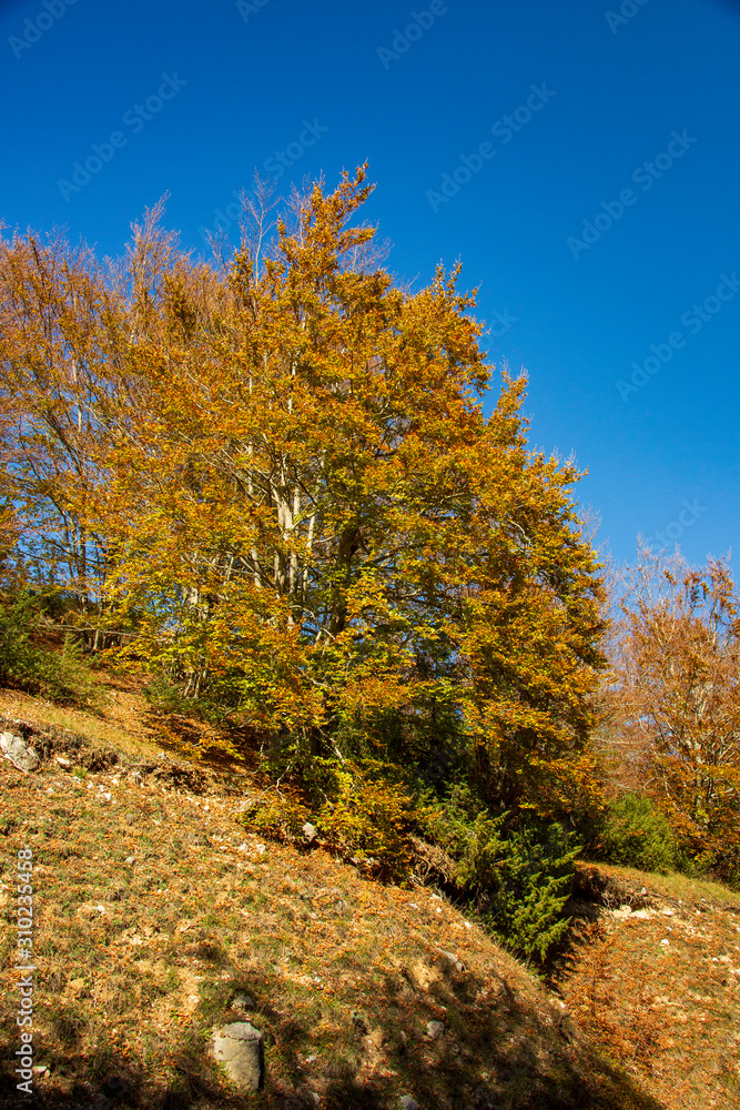 Forest in autumn,foliage of trees, colors in nature