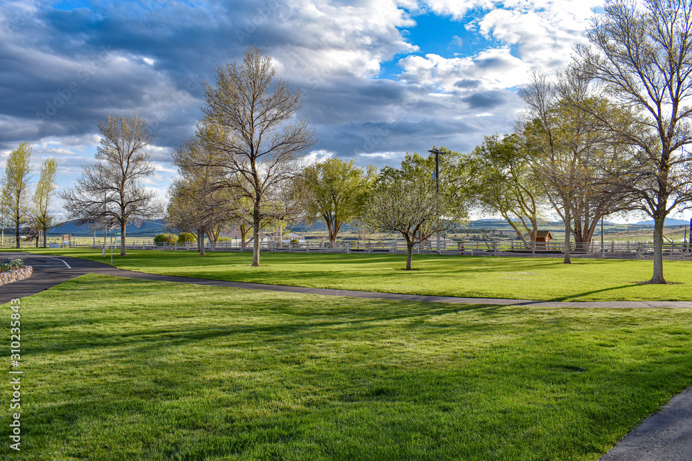 trees in the park