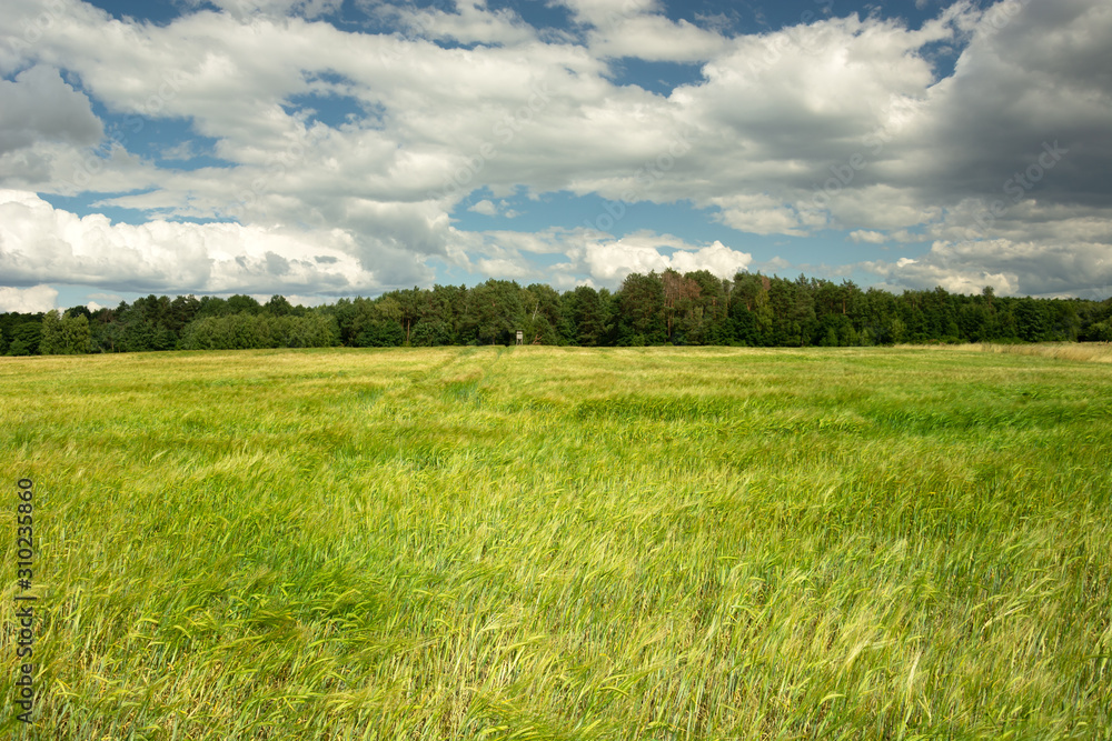 Green barley field, forest and clouds on the sky Green barley field, forest and clouds on the sky