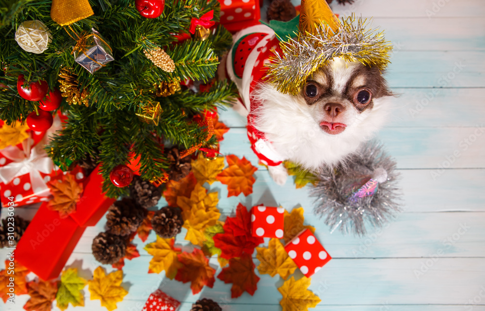 Adorable chihuahua dog wearing a New Year conical hat on festive background. Adorable chihuahua dog wearing a New Year conical hat on festive background.