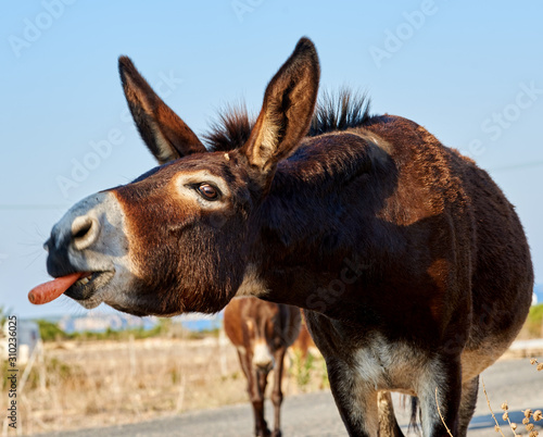 Feeding a wild donkey with a carrot Fototapet