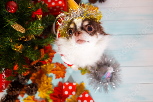 Adorable chihuahua dog wearing a New Year conical hat on festive background.