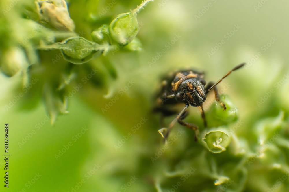 brown bug on plant brown bug on plant