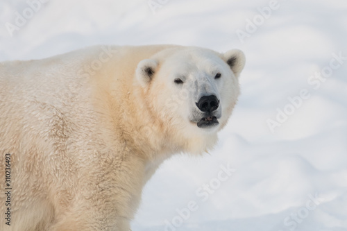 Closeup view of angry polar bear face (Ursus maritimus)