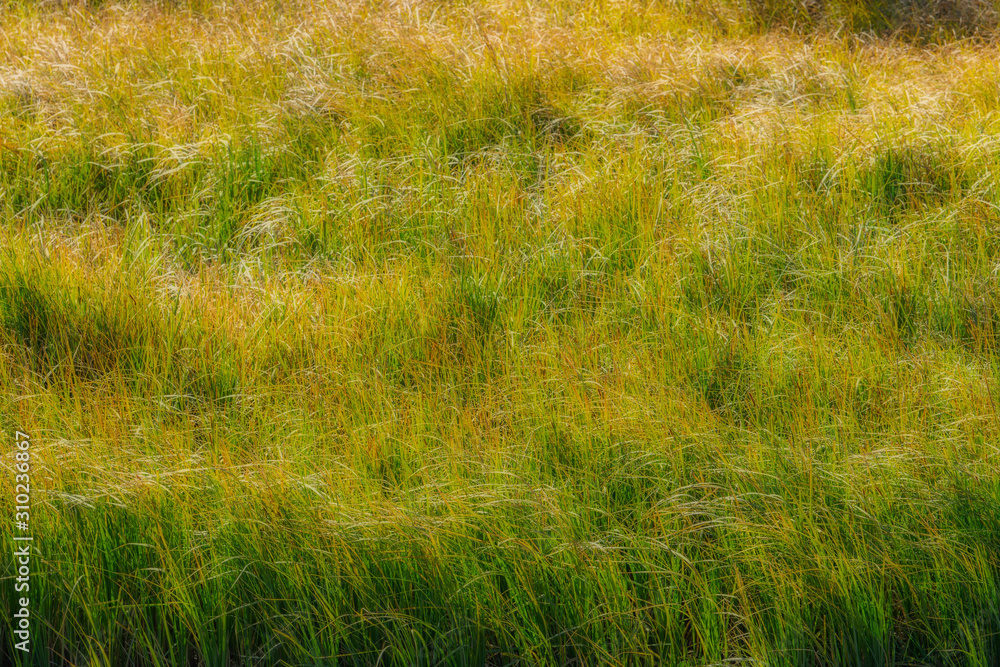 Grass on the River Bank - Orton Effect Grass on the River Bank - Orton Effect