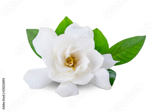 Fototapeta Naklejka Na Ścianę i Meble -  Gardenia flowers on white background