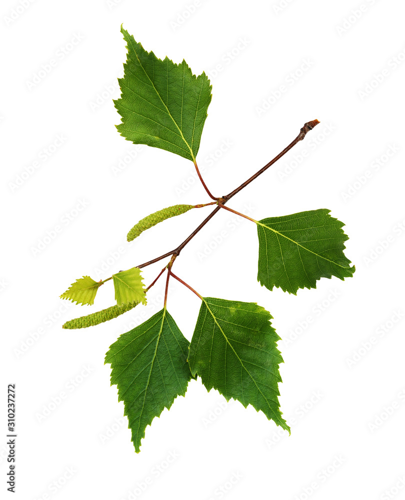 Fototapeta premium Twig of birch with buds