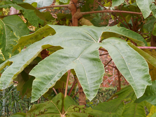 Tetrapanax papyrifer or rice-paper plant in a botanical garden photo