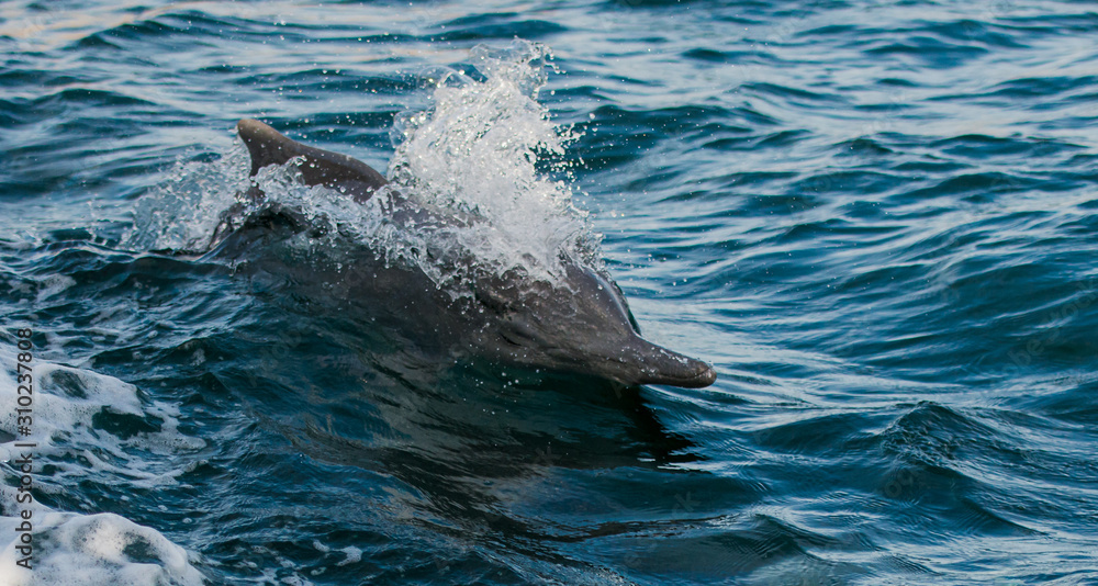 jumping bottle nose dolphins in the idian ocean, enjoying to race with a boat 