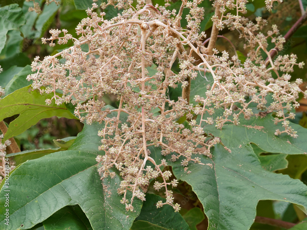 Great and palmate leaves with inflorescence and drupes of ricepaper