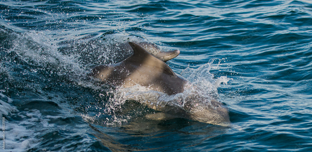 Obraz premium jumping bottle nose dolphins in the idian ocean, enjoying to race with a boat 