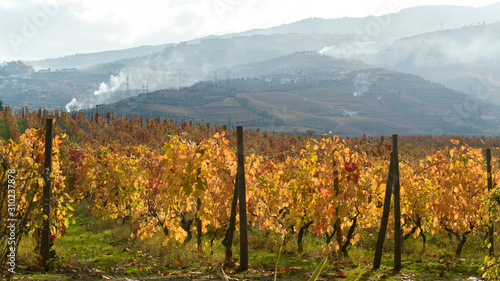 Field with mountain range in the background, Douro Valley, Portugal