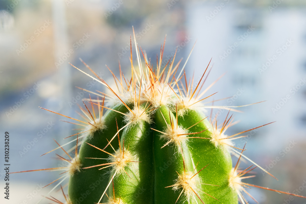 Cactus in the sunlight at the window close-up. Macro photography of a cactus spines and areolas. The top of a cactus in macro mode. Home gardening as a hobby. Cactus in the sunlight at the window close-up. Macro photography of a cactus spines and areolas. The top of a cactus in macro mode. Home gardening as a hobby.