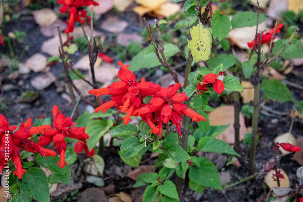 Decorative flowerbed with green leaves and bright red flowers autumn evening Decorative flowerbed with green leaves and bright red flowers autumn evening