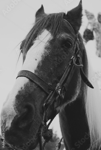 Black and white Close up of the Muzzle of a horse photo
