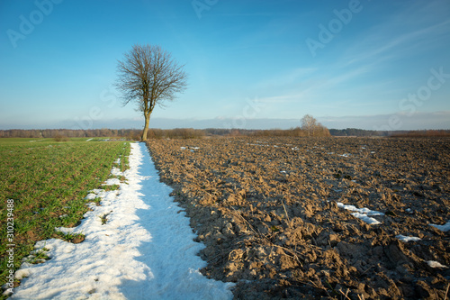 Lonely tree without leaves, plowed field and snow