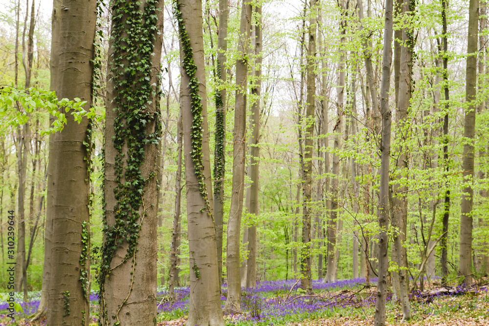 Fototapeta premium Springtime landscape in a forest with beech trees and bluebells blooming