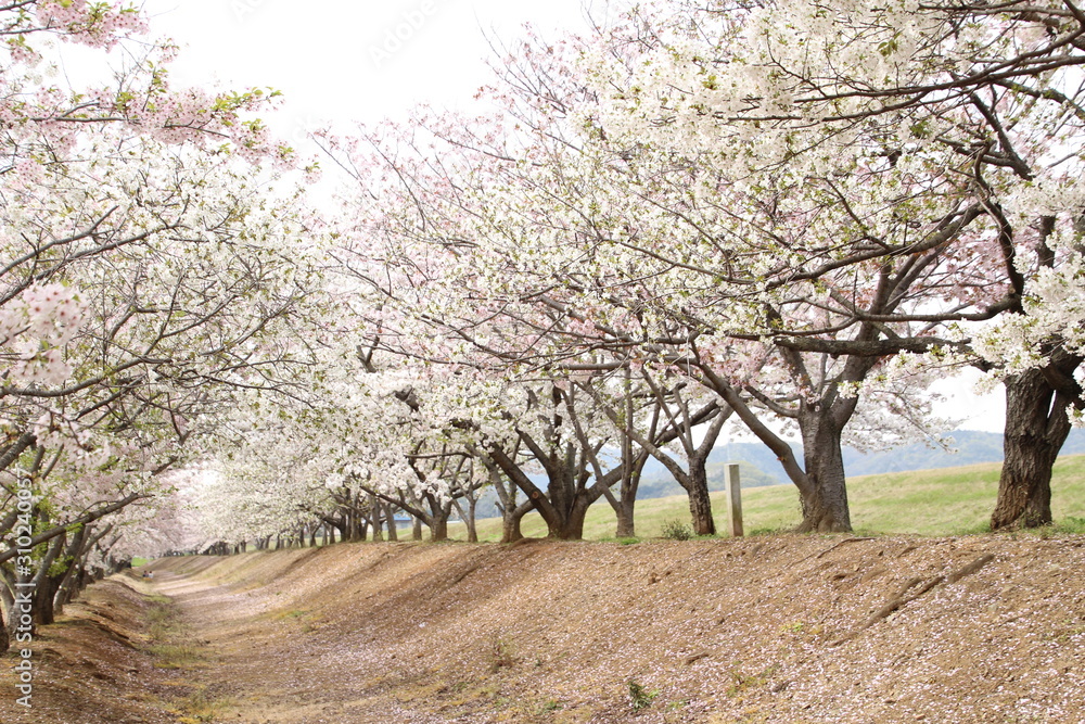 桜 桜
