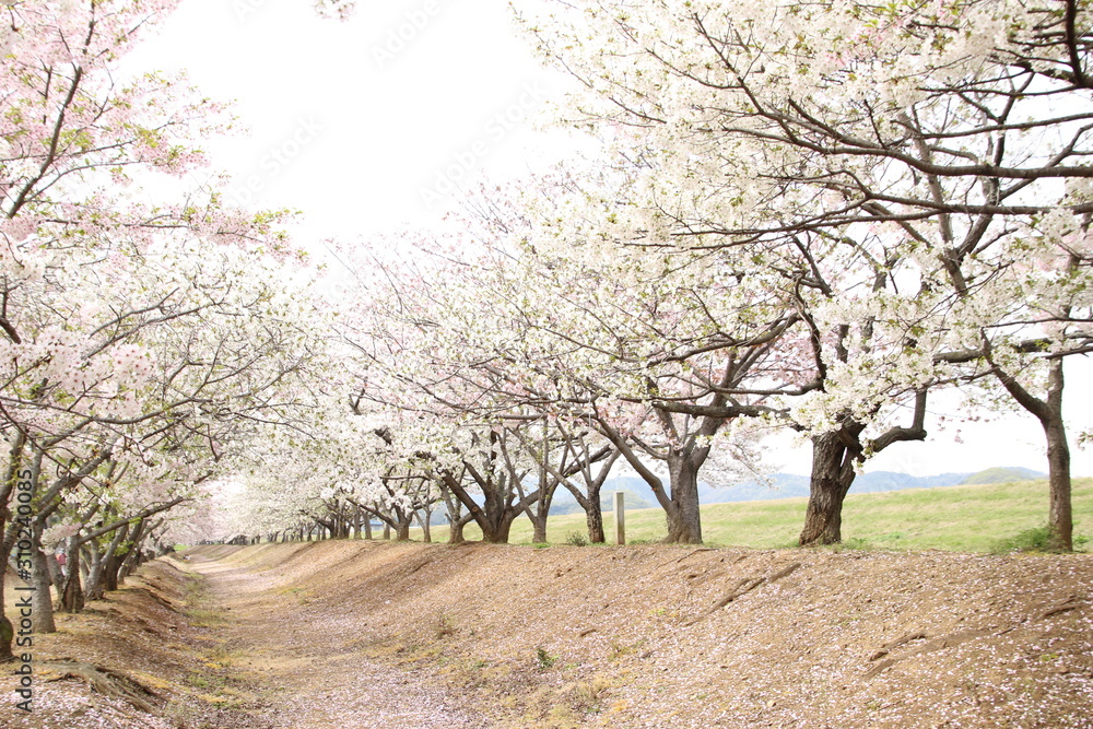 桜 桜