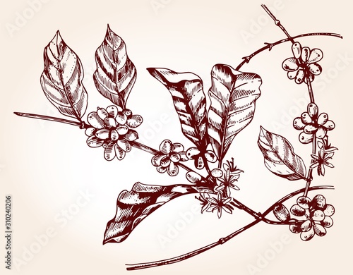 Coffee tree branch in sketch style.Vector illustration
