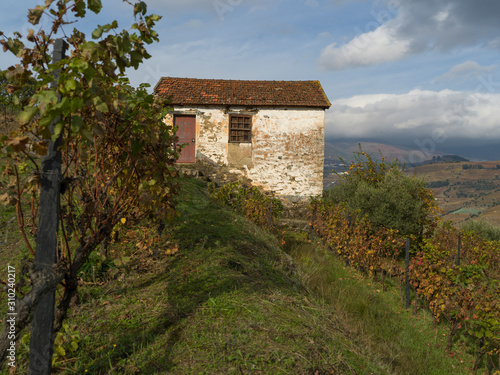 Wallpaper Mural Weathered building and vineyard, Viseu District, Douro Valley, Northern Portugal, Portugal Torontodigital.ca