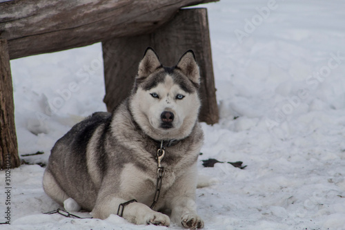 siberian husky in the snow