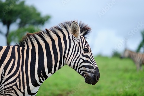 Fotografia Selective focus shot of a zebra on a field covered with green grass