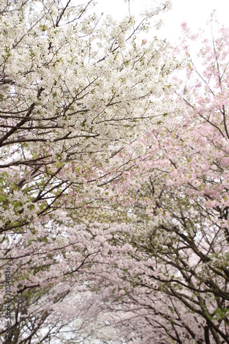 Wallpaper Mural 桜 Torontodigital.ca