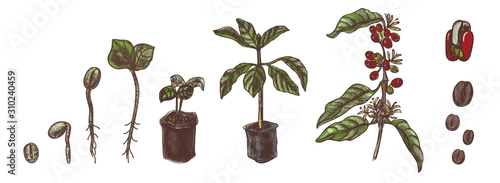 Coffee set. Coffee growing process. Vintage vector illustration.