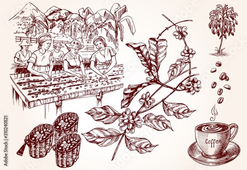 Coffee harvesting. Vintage illustration of coffee making process.
