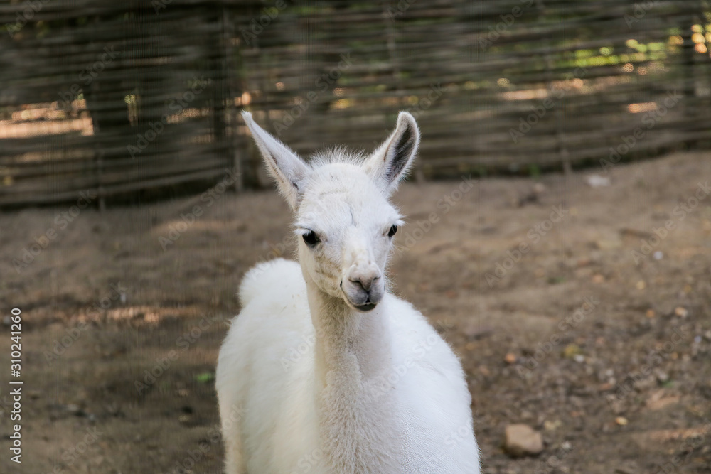 Fototapeta premium Beautiful Llama in the zoo.