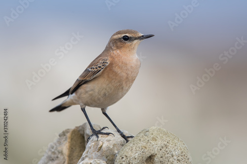 Wheatear Perched on Rock