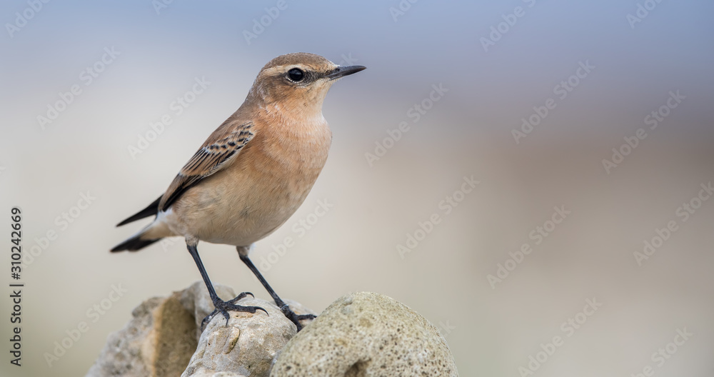 Wheatear Perched on Rock Wheatear Perched on Rock