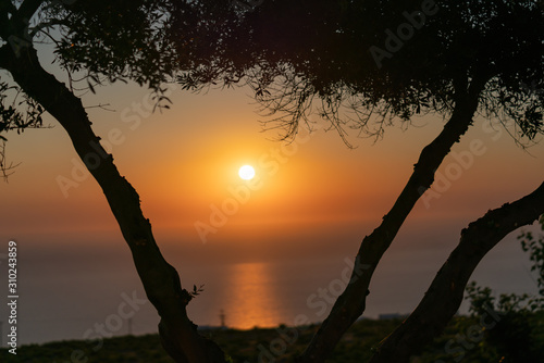 View between tree branches at sunset