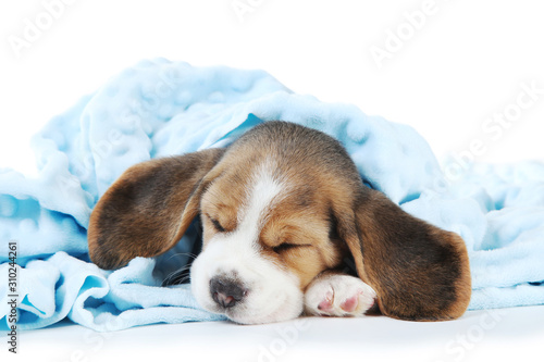 Beagle puppy dog sleeping in blue plaid on white background