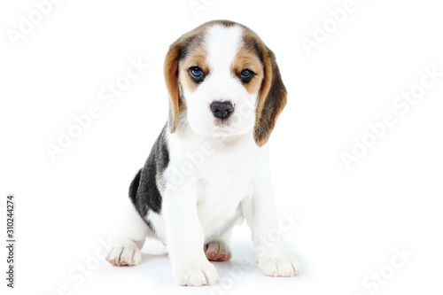 Beagle puppy dog isolated on white background © 5second