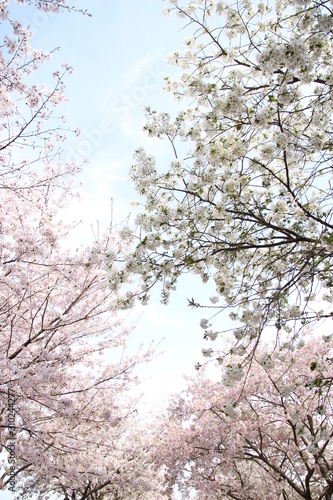 Wallpaper Mural サクラ Torontodigital.ca