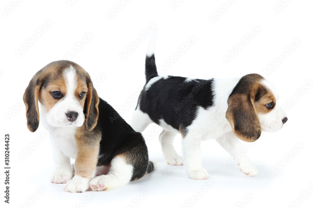 Beagle puppy dogs isolated on white background Beagle puppy dogs isolated on white background