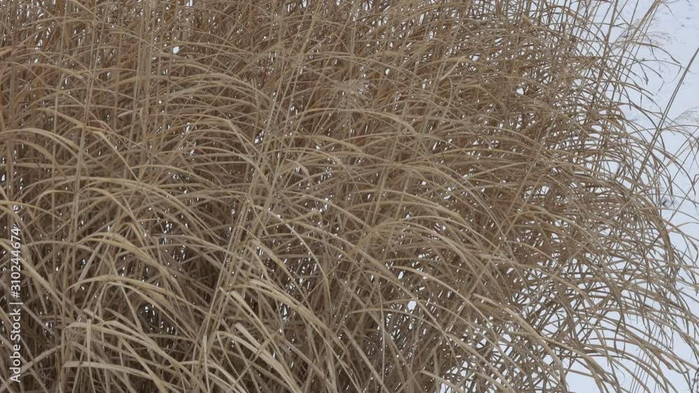 冬の枯草 冬の枯草