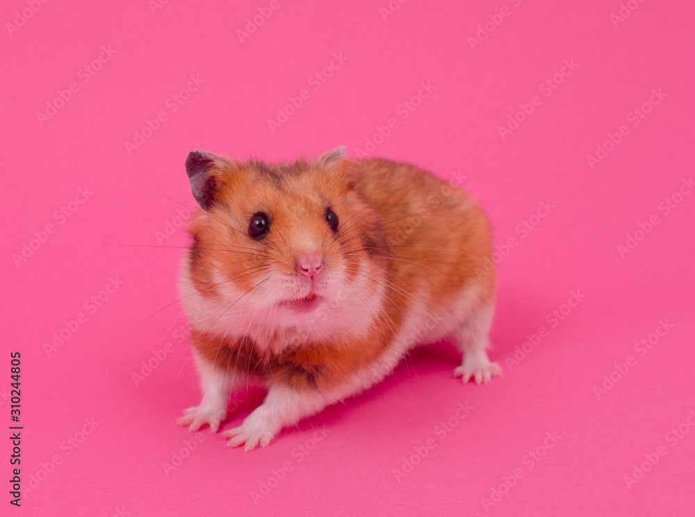 Cute funny Syrian hamster on a pastel pink background