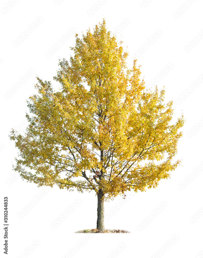 Oak tree (Quercus robur) in autumn yellow leaf isolated on a white background. orange autumn tree isolated on white. Oak tree (Quercus robur) in autumn yellow leaf isolated on a white background. orange autumn tree isolated on white.