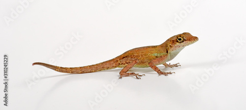 St. Martin Anolis / Anguillaweißkehlanolis (Anolis gingivinus) - Anguilla Bank Tree Anole photo